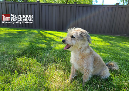 Small white dog in a lawn in front of a black fence